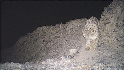 Increasing Threats to Snow Leopard Survival in Pakistan